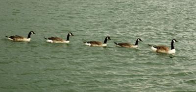 Canada goose (Branta canadensis).jpg