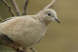 Collared dove (Streptopelia decaocto)