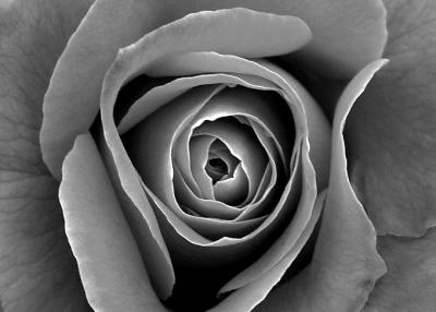 rosey curves 2 bw.jpg