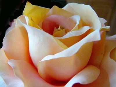 A Silk Rose