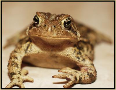 Same toad
