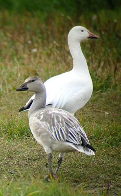 Snow Goose Pair