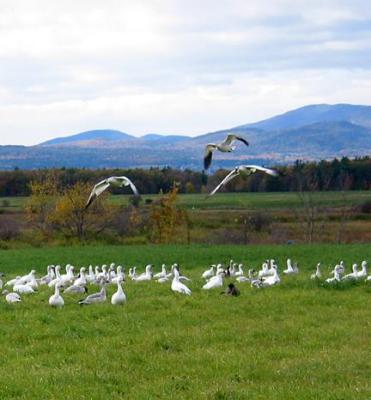 Snow Geese - 4