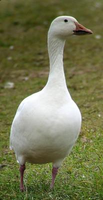 Snow Goose - 1