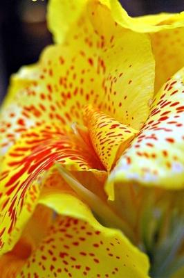 DSC_6153IrisFxSh2Sm.jpg