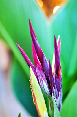 DSC_6154IrisBudsFxSh2Sm.jpg