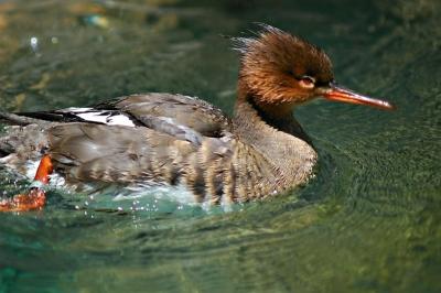 DSC_6407Duck2FxSh2_Sm.jpg