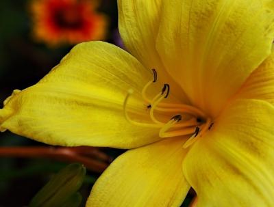 DSC_7444FlowerFxSh2_Sm.jpg