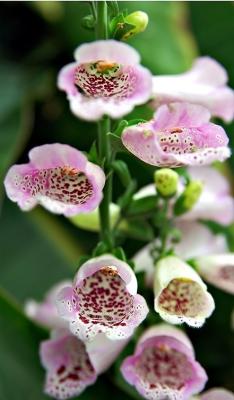 DSC_7458FlowersFxSh2_Sm.jpg