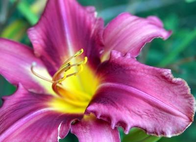 DSC_7498FlowerFxSh2_Sm.jpg