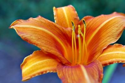 DSC_7503FlowerFxSh2_Sm.jpg