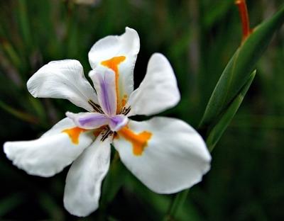 DSC_7506FlowerFxSh2_Sm.jpg