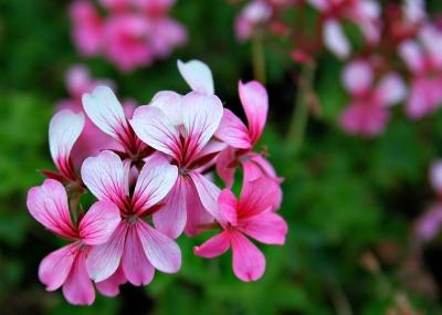DSC_7507FlowersFxSh2_Sm.jpg