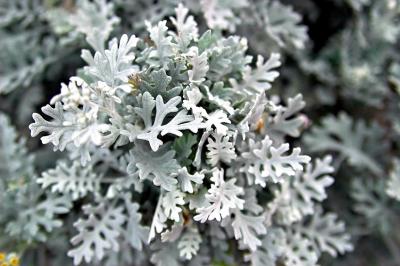 DSC_7509FoilageFxSh2_Sm.jpg