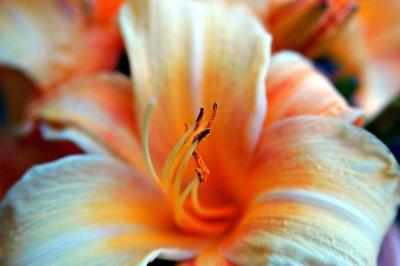 DSC_7516FlowerFxSh2_Sm.jpg