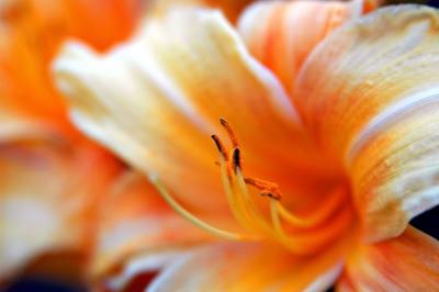 DSC_7517FlowerFxSh2_Sm.jpg