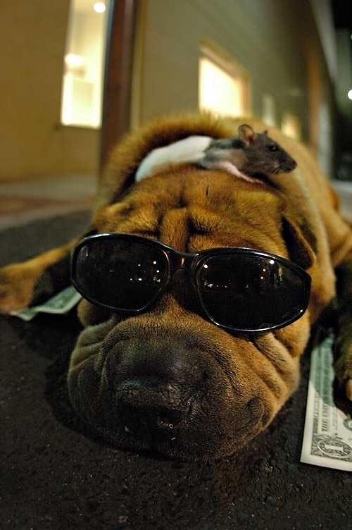 DSC_6094ConDogFxSh2Sm.jpg