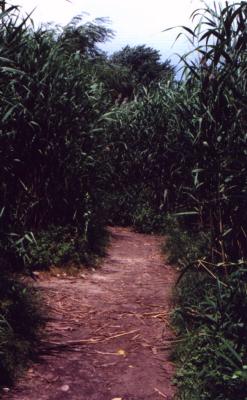 fen