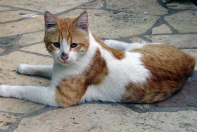 cat_2.jpg