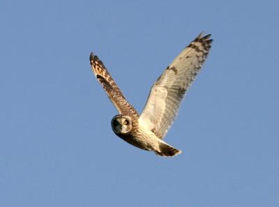 Short-eared Owl.Flightpictures with Canon 10D and 100-400 zoom IS.