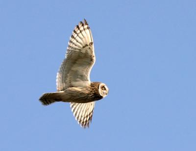 Short-eared Owl