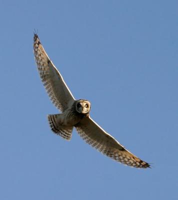 Short-eared Owl