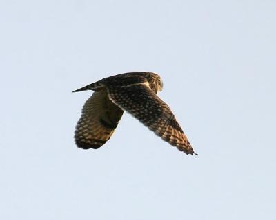 Short-eared Owl