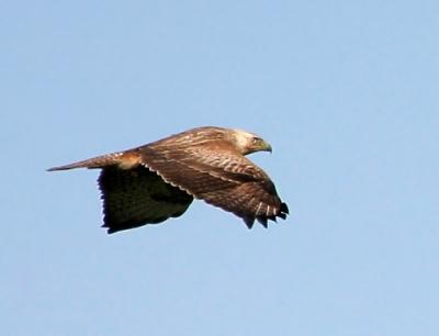 Long-legged Buzzard,Buteo rufinus,juvenil.Recent flightpictures with Canon 10D and 100-400mm zoom IS