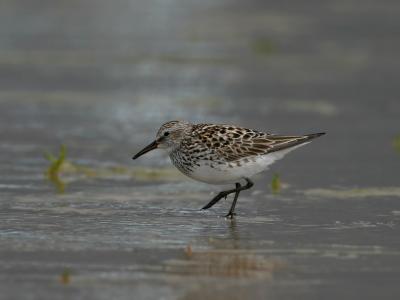 White-rumped Sandpiper.Danish rarity.Debut for my new Canon EF 500mm f/4L IS USM lens.