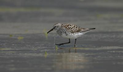 White-rumped Sandpiper.