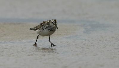 White-rumped Sandpiper.