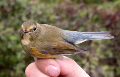 Red-flanked Bluetail.7th Danish record.