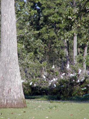 First Nesting of Roseate Spoonbill in Mississippi