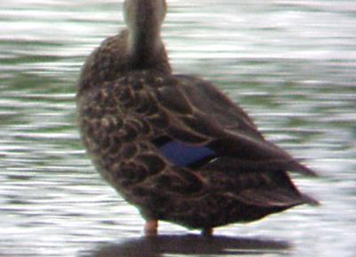 Mottled Duck - 8-29-04 Ensley