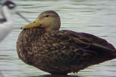 Mottled Duck - 8-29-04 Ensley