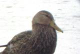 Mottled Duck - 8-28-04 Ensley