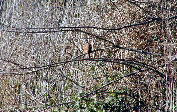 Ruddy Ground-Dove - MS -McKee