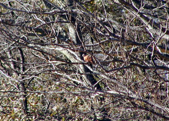 Ruddy Ground-Dove - MS -McKee
