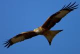 Red Kite