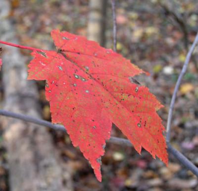 fall 2003 maple leaf
