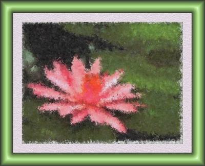 pond lily