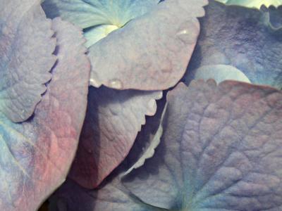 hydrangea macro7