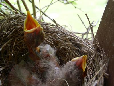 birds & wildlife