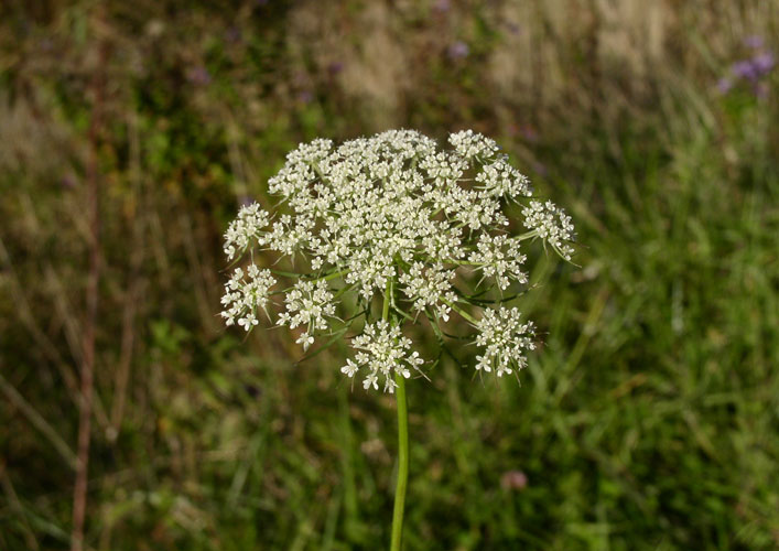 queen anns lace