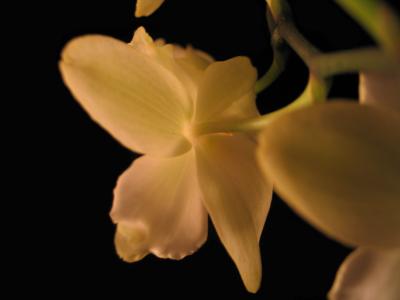 Orchids.jpg