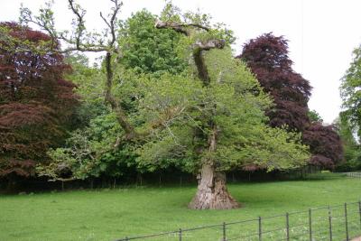 010_KNP_Old_gnarly_oak.jpg