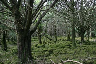 011_Yew_trees.jpg