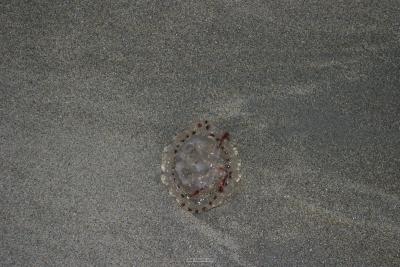 022_KillKee_seashore.jpg