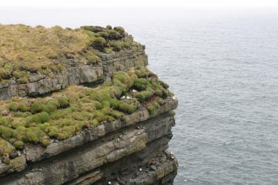 011_Bird_hangout_Kilkee.jpg