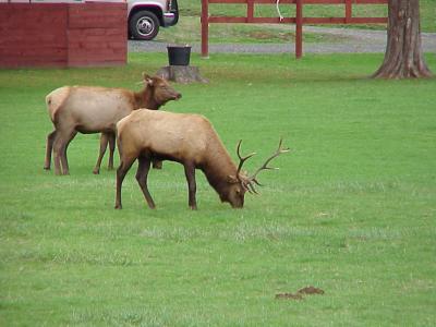 4X5 Bull Elk.jpg